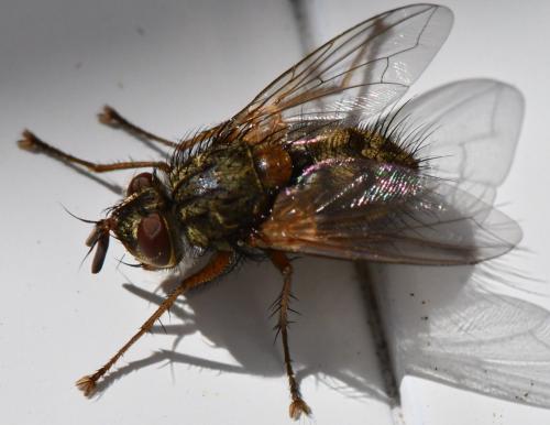 Phryno vetula